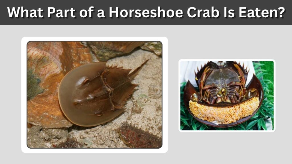 What Part of a Horseshoe Crab Is Eaten?