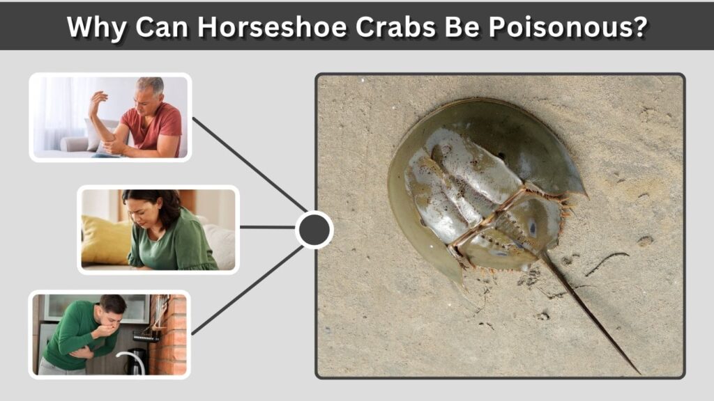 Why Can Horseshoe Crabs Be Poisonous?
