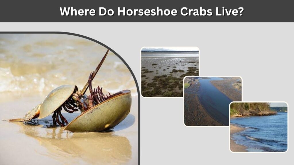 Where Do Horseshoe Crabs Live?
