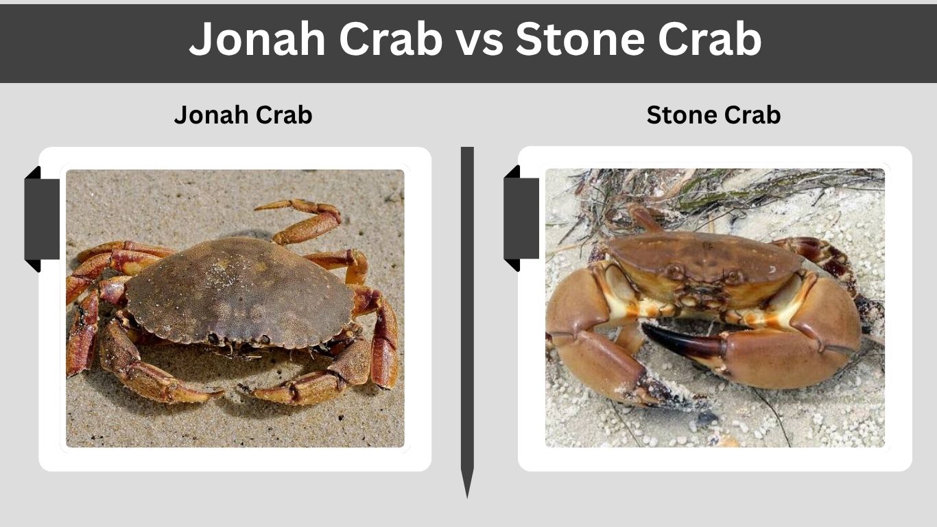 Jonah Crab vs Stone Crab: Taste, Claws, and Differences