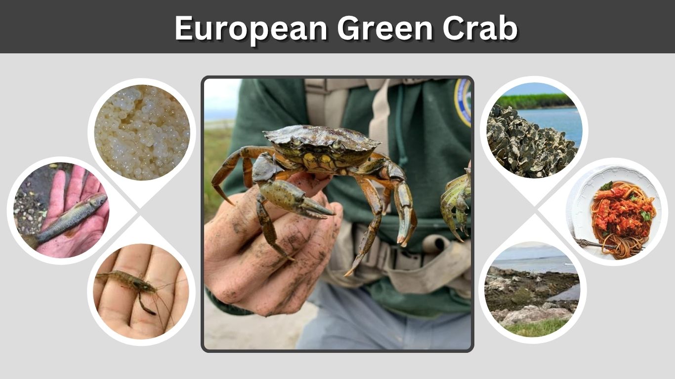 European Green Crab: Identification, Habitat, and Impact