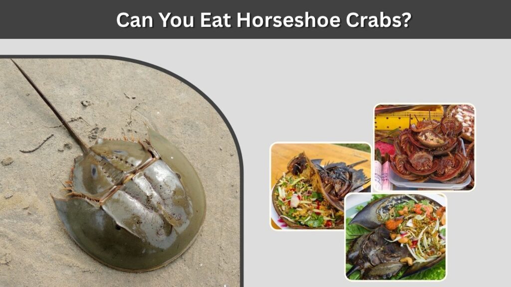 Can You Eat Horseshoe Crabs?