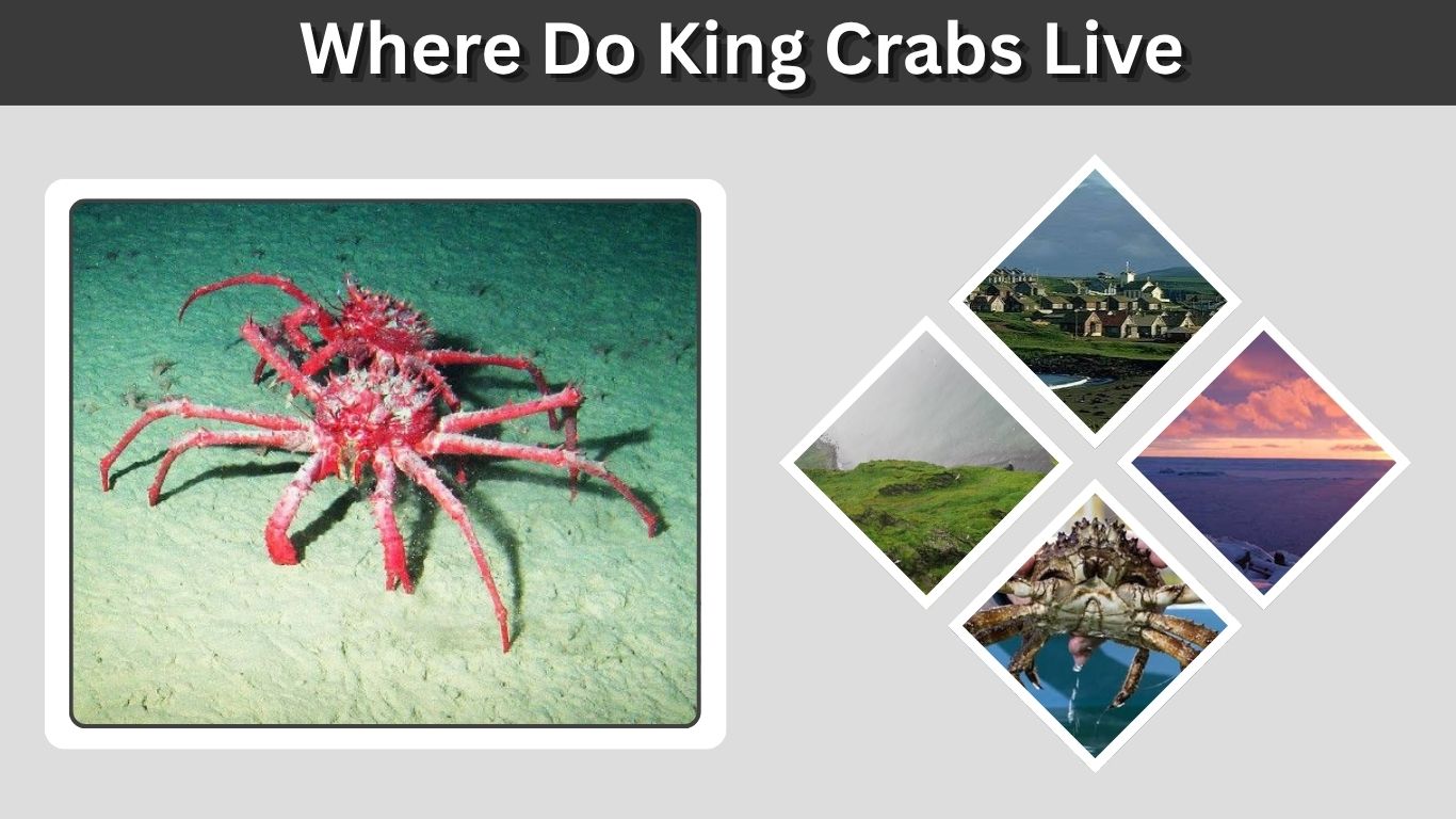 Where Do King Crabs Live? Habitat, Depth, and Distribution