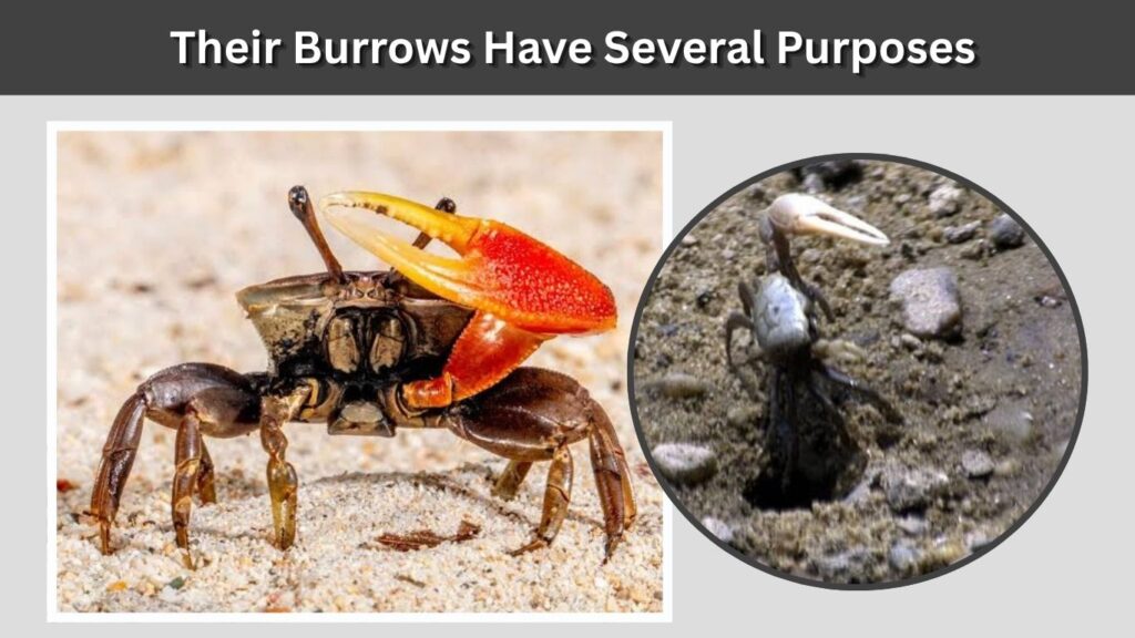 Baby Fiddler Crabs Begin Life in Water