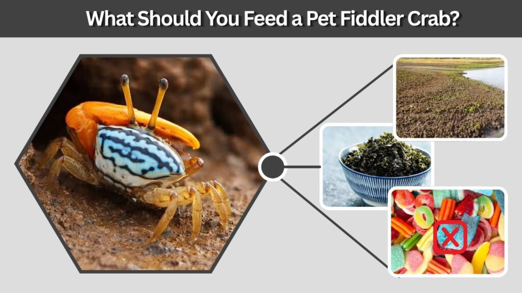 What Should You Feed a Pet Fiddler Crab?