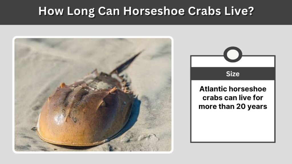 How Long Can Horseshoe Crabs Live?
